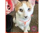 Adopt Pie a Calico or Dilute Calico Domestic Shorthair (short coat) cat in SANTA