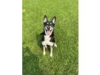Adopt Apollo a Black German Shepherd Dog / Mixed dog in Ashtabula, OH (38756297)