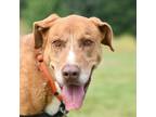 Adopt Dusty a Tan/Yellow/Fawn Mixed Breed (Large) / Mixed dog in Ponderay