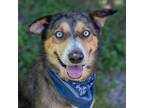 Adopt Kosmo a Brown/Chocolate Husky / Shepherd (Unknown Type) / Mixed dog in San