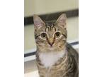 Adopt Sylphie 49893 a Brown or Chocolate Domestic Shorthair / Domestic Shorthair