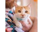Adopt Freckle a Orange or Red Domestic Shorthair / Mixed cat in San Antonio