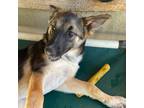 Adopt STORM a Brown/Chocolate Belgian Malinois / Mixed Breed (Large) / Mixed dog