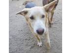 Adopt KODA a Tan/Yellow/Fawn Belgian Malinois / Mixed Breed (Large) / Mixed dog