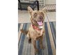 Adopt Honey a Brown/Chocolate Shepherd (Unknown Type) dog in Oklahoma City