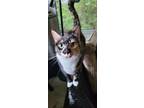 Adopt Jupiter a Calico or Dilute Calico Calico / Mixed (short coat) cat in