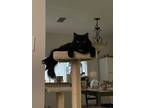Adopt Milo and Jagermeister a Black (Mostly) Domestic Longhair / Mixed (long