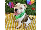 Adopt Taylor Snift a White - with Tan, Yellow or Fawn Boxer / Mixed dog in