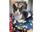 Adopt Porky a Gray or Blue Domestic Shorthair / Domestic Shorthair / Mixed cat