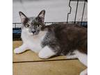Adopt Ms. Muffet a White Domestic Shorthair / Mixed cat in Plainfield