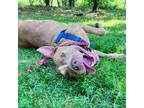 Adopt Fiesta a Tan/Yellow/Fawn Pit Bull Terrier / Mixed dog in Riverwoods