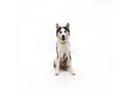 Adopt Sweetie a Black Husky / Mixed dog in Playa Vista, CA (38771477)