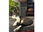 Adopt Nikko23 a Domestic Shorthair / Mixed (short coat) cat in Youngsville