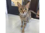 Adopt Kanga a Brown or Chocolate Domestic Shorthair / Mixed cat in Beaumont