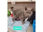Adopt General a Domestic Shorthair / Mixed (short coat) cat in Richmond
