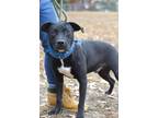 Adopt Quesarito - Adoptable a Labrador Retriever / Mixed Breed (Medium) / Mixed