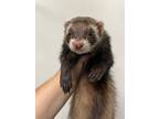 Adopt Willow a Ferret small animal in Lyons, IL (38797208)