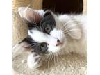 Adopt Supermeowdels: Claudia 15989 a White Domestic Shorthair / Mixed cat in
