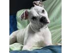 Adopt Sid a White American Pit Bull Terrier / Mixed dog in Kansas City