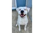 Adopt Ripley a White Mixed Breed (Large) / Mixed dog in Aberdeen, SD (38721822)