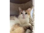 Adopt Azmorigan a Orange or Red Domestic Shorthair / Domestic Shorthair / Mixed