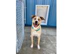 Adopt Remi a Tan/Yellow/Fawn Mixed Breed (Medium) / Mixed dog in Aberdeen