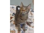 Adopt Montgomery a Brown or Chocolate Domestic Shorthair / Domestic Shorthair /