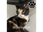 Adopt Bubbles a All Black Domestic Shorthair / Domestic Shorthair / Mixed cat in