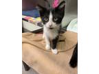 Adopt Moe a All Black Domestic Shorthair / Domestic Shorthair / Mixed cat in