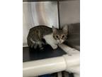 Adopt Jinx a White Domestic Shorthair / Domestic Shorthair / Mixed cat in New