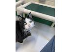 Adopt Origami a All Black Domestic Longhair / Domestic Shorthair / Mixed cat in