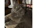 Adopt Huey a Gray or Blue Domestic Longhair / Mixed cat in Pittsburgh