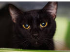 Adopt Brawnwyn a All Black Domestic Shorthair / Domestic Shorthair / Mixed cat
