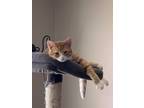 Adopt Chaz a Orange or Red Tabby Domestic Shorthair (short coat) cat in Cedar