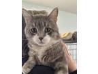 Adopt Yoshi a Gray, Blue or Silver Tabby Domestic Shorthair (short coat) cat in