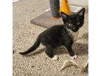 Adopt Mantis a All Black Domestic Shorthair / Mixed cat in Middletown