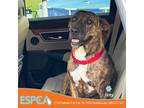 Adopt Izzy a Brindle Plott Hound / Mixed dog in Enid, OK (38758369)