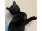Adopt Pierced the Toast a All Black Domestic Shorthair / Mixed cat in Austin