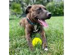 Adopt Brian a Brindle Pit Bull Terrier / Mixed dog in Riverwoods, IL (38755938)