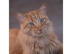 Adopt Serenoa a Orange or Red Domestic Mediumhair / Mixed cat in Kanab