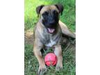 Adopt DAISY a German Shepherd Dog / Carolina Dog / Mixed dog in Hagerstown