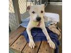 Adopt Tanner a White - with Tan, Yellow or Fawn Mixed Breed (Medium) / Mixed dog