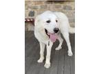 Adopt Titan a White Great Pyrenees / Labrador Retriever / Mixed dog in Torrance