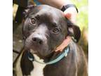 Adopt Lola a Black Mixed Breed (Medium) / Mixed dog in Walker, MI (38727541)
