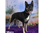 Adopt Macy a Black Husky / Shepherd (Unknown Type) / Mixed dog in Yuma