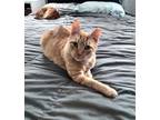 Adopt George a Orange or Red Tabby Domestic Shorthair (short coat) cat in