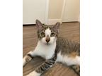 Adopt Boop a Brown Tabby Domestic Shorthair (short coat) cat in Woodland