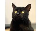 Adopt Harlow a All Black Domestic Shorthair / Domestic Shorthair / Mixed cat in