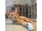 Adopt Francis a Orange or Red Domestic Shorthair / Mixed cat in Helena