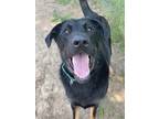 Adopt Apollo a Black - with Brown, Red, Golden, Orange or Chestnut Mixed Breed